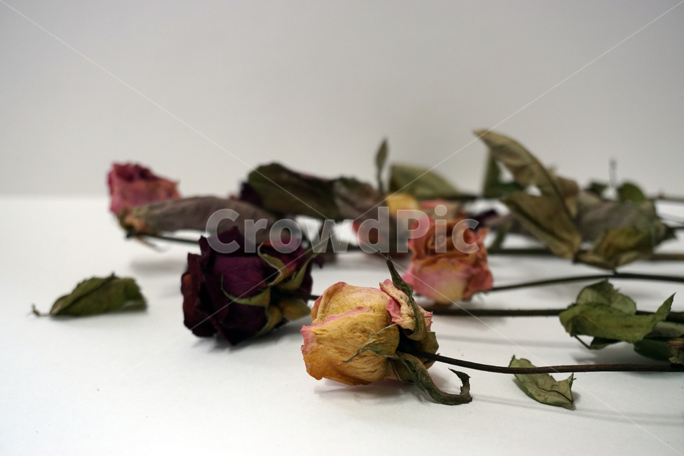 말린꽃,말린장미,드라이플라워,꽃,식물,꽃장식,장미,건조,장식,꽃,flower