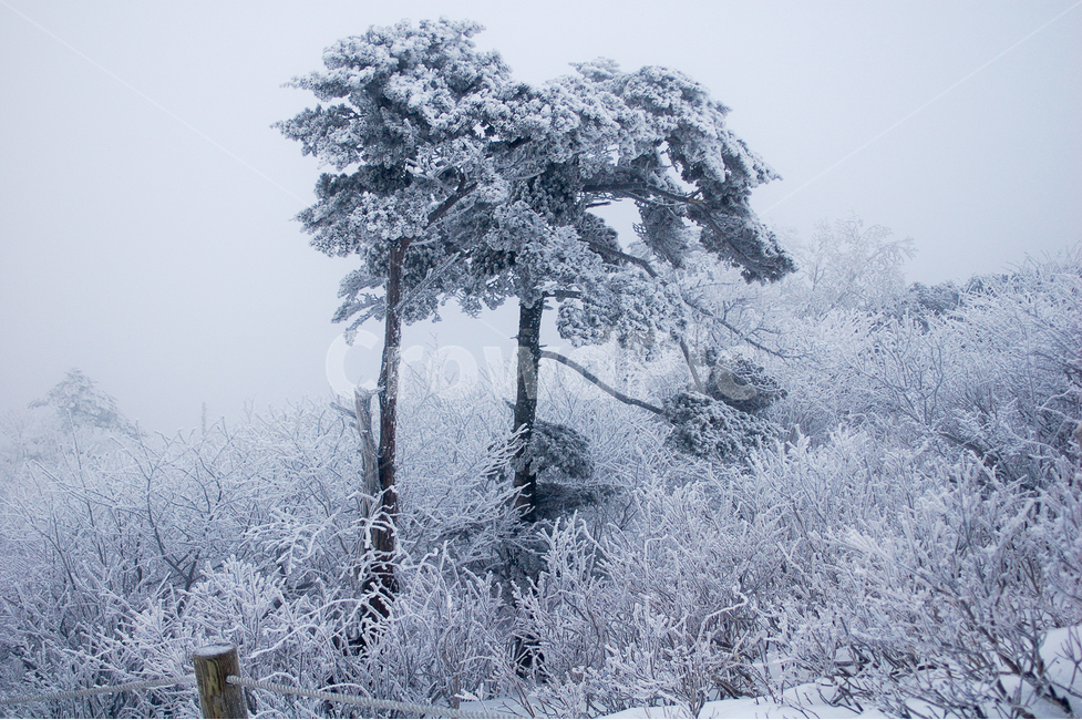 태백산,주목,등산,겨울산,설경,눈꽃,겨울,계절,winter,season,식물,자연,plants,nature,나무,trees,wood