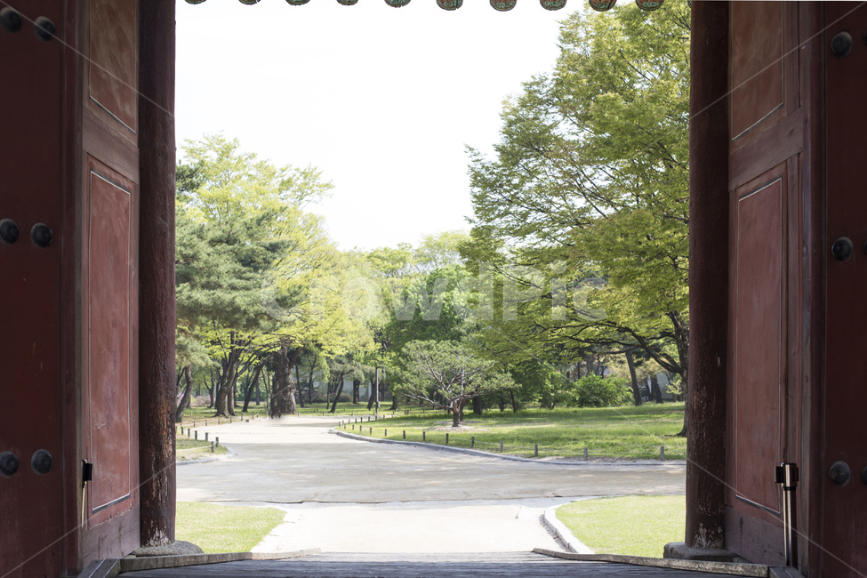 궁,고궁,창덕궁,문,입구,풍경,자연,나무,신록,한국전통,한국문화,korean traditional,korean culture