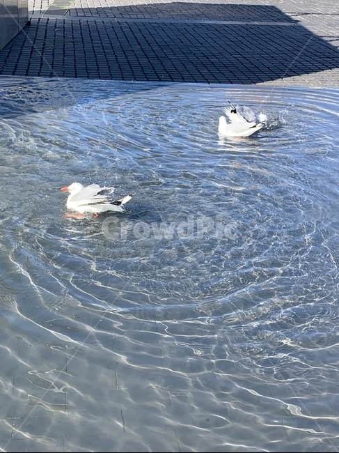 water,물,outdoors,옥외,ripple,잔물결,파장,수영,새,bird,swim,animal,동물,조류