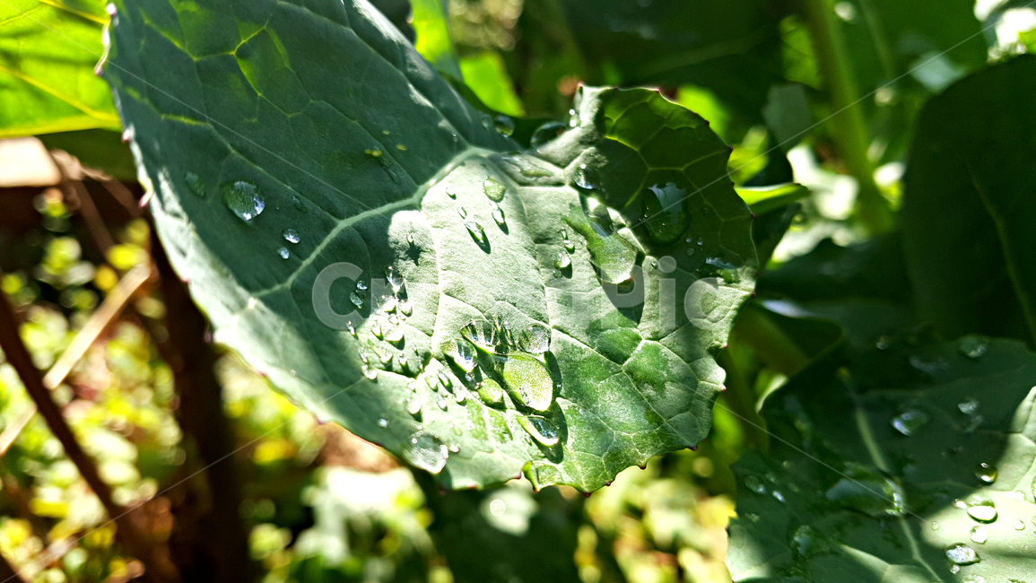 유채,빗방울,비,유채잎,식물,잎,leaf,plant,물방울,작은물방울,자연