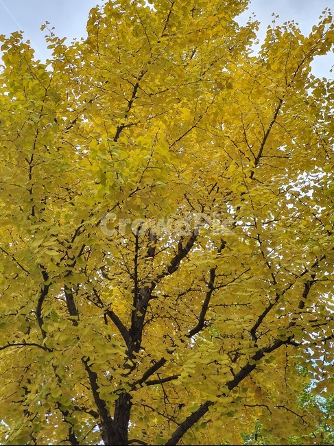 nature,자연,단풍,산,가을,autumn,단풍나무,가을산,계절,tree,나무,풍경,은행,은행나무,가을,계절,fall,autumn,season,식물,자연,plants,nature,나무,trees,wood
