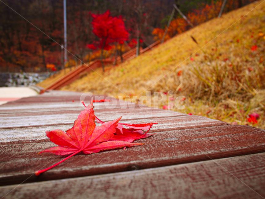 가을단풍잎,단풍잎,가을,maple,leaf,plant,식물,잎,나무,가을,계절,fall,autumn,season,tree