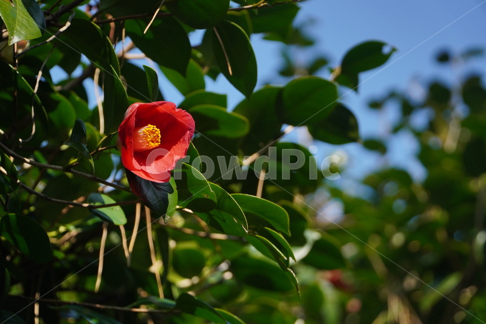 plant,식물,flower,꽃,blossom,동백꽃,camelliaflower,camellia,자연,nature,옥외,outdoors,식물,자연,plants,nature,꽃,flower