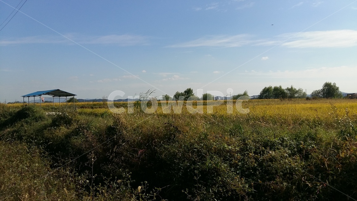 논풍경,농수로,벼,들판,논,자연,풍경,nature,landscape,outdoors,옥외,grassland,목초지,field,들