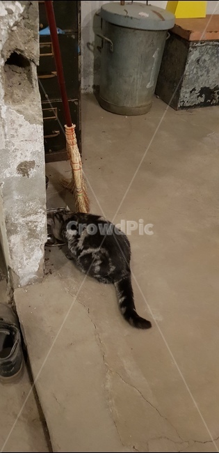 고양이,강화카페,조양방직,고양이도망,고양이꼬리