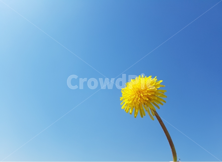 꽃,민들래,봄,식물,자연,하늘,식물,자연,plants,nature,꽃,flower