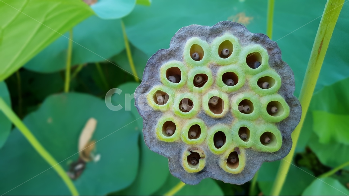 연밥,씨앗,여름,연못,식물,자연,초록,결실,꽃진자리,lotusseed,nature,plant,summer,수생식물,다년생,번식,생존,연꽃열매,연꽃씨앗,배경,배경이미지,배경화면,식물,자연,plants,nature