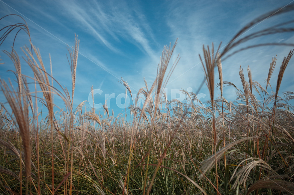 가을,하늘,억새,갈대,가을감성,가을,계절,fall,autumn,season,자연,풍경,nature,landscape,식물,plants,grass,잔디,plant,lawn