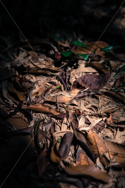 가을,낙옆,제주도낙옆,한라산수목원,낙옆쌓인길,가을,계절,fall,autumn,season,leaf,잎,plant,식물