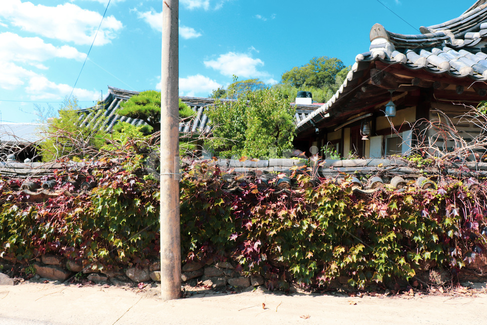 outdoors,옥외,garden,정원,arbour,정자,고가,house,기와,덩굴,넝쿨,rooftile,vine,ivy,한국전통,한국문화,korean traditional,korean culture
