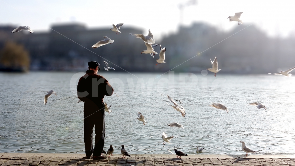 sunshine,bright,guy,grance,sun,old man,paris,dove,bird,france,oldman,grandfather,Seagull,man,europe,human,spare,pigeon,sky,warmth,riverside,water,afternoon,seagull,YOLO,sunlight,fly,warm,person,sunset,peace,animal,river,travel
