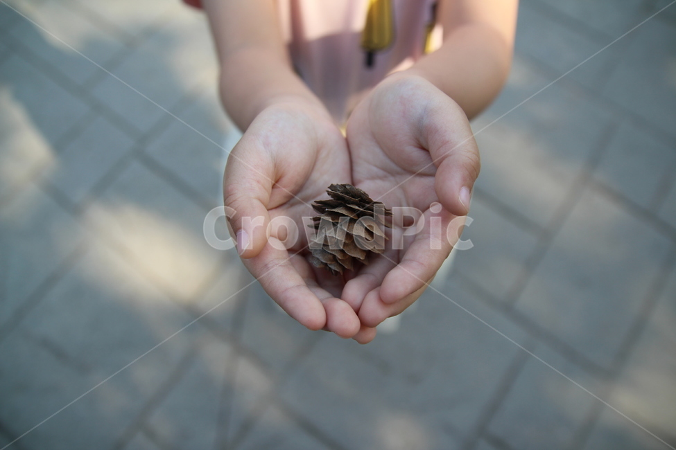 솔방울,아이손,손,자연,손에솔방울,사람,인물,인간,human,person,신체일부,몸,body,어린이,어린아이,child,children,kid