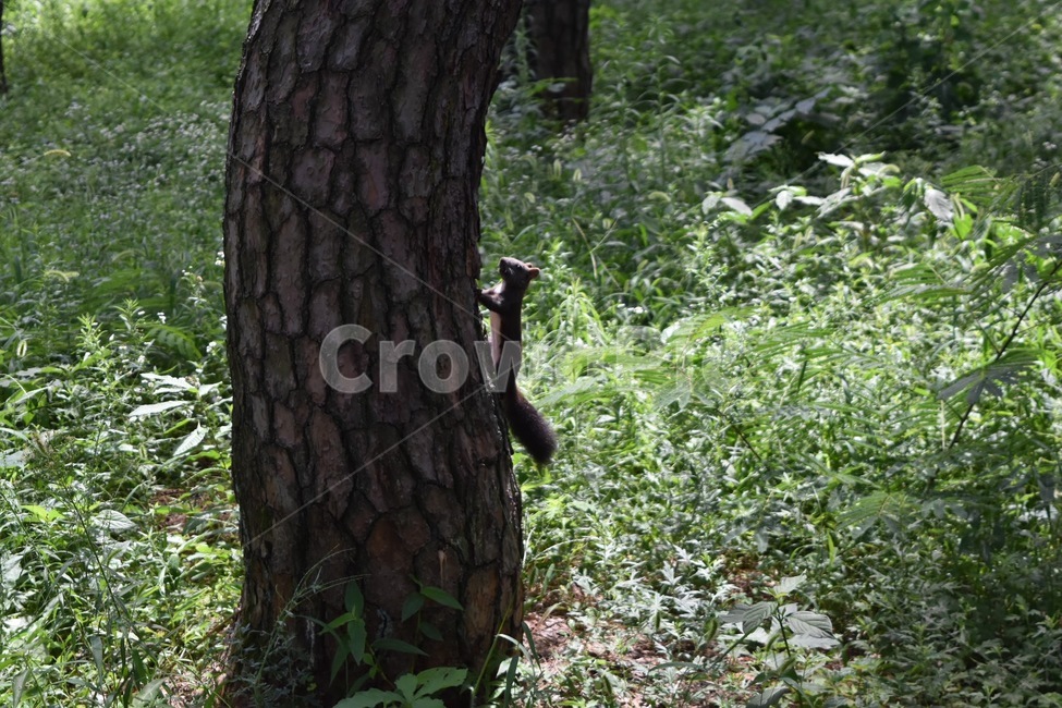 나무,식물,다람쥐,청설모,자연,숲,plant,tree