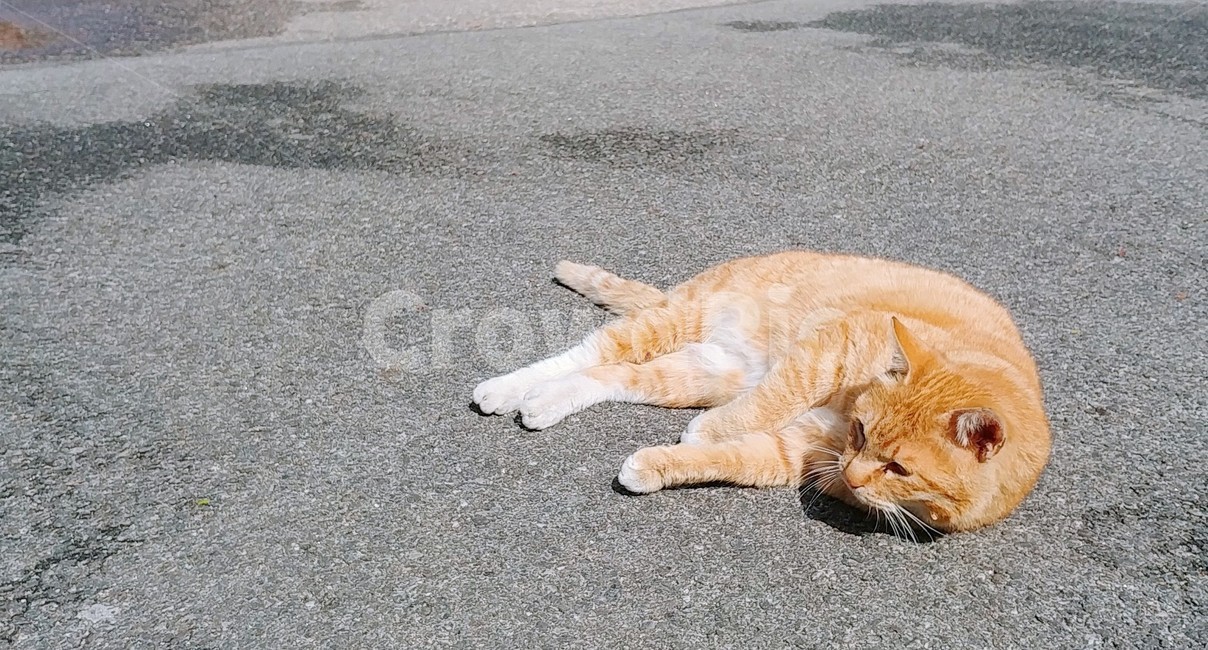 고양이,cat,길고양이,동물,animal,귀여운,cute,동물,animal,포유류,mammal,고양이,cat,kitten,kitty