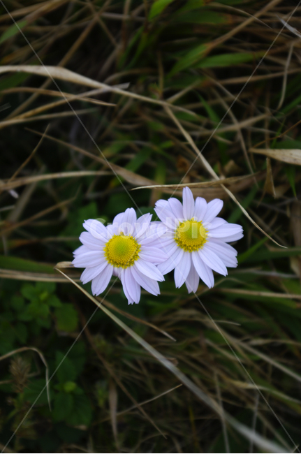 flower,plant,들꽃,꽃,식물