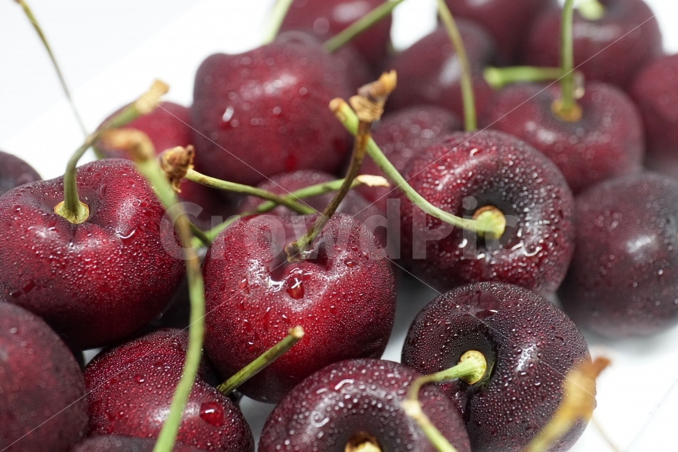 체리,앵두,과일,열매,프루트,후루트,fruit,cherry,음식,사물,물기,물방울,수분,비타민,과실,디저트,desert,food,오브젝트,object,농산물,농작물,식재료,식자재,식품,신선도,신선하다,신선한,싱싱하다,싱싱한,meal,vegetable,먹거리,먹을거리,먹을거,먹을것,음식,식재료,요리,food,cook,meal,dishes,food reserves,과일,열매,fruit