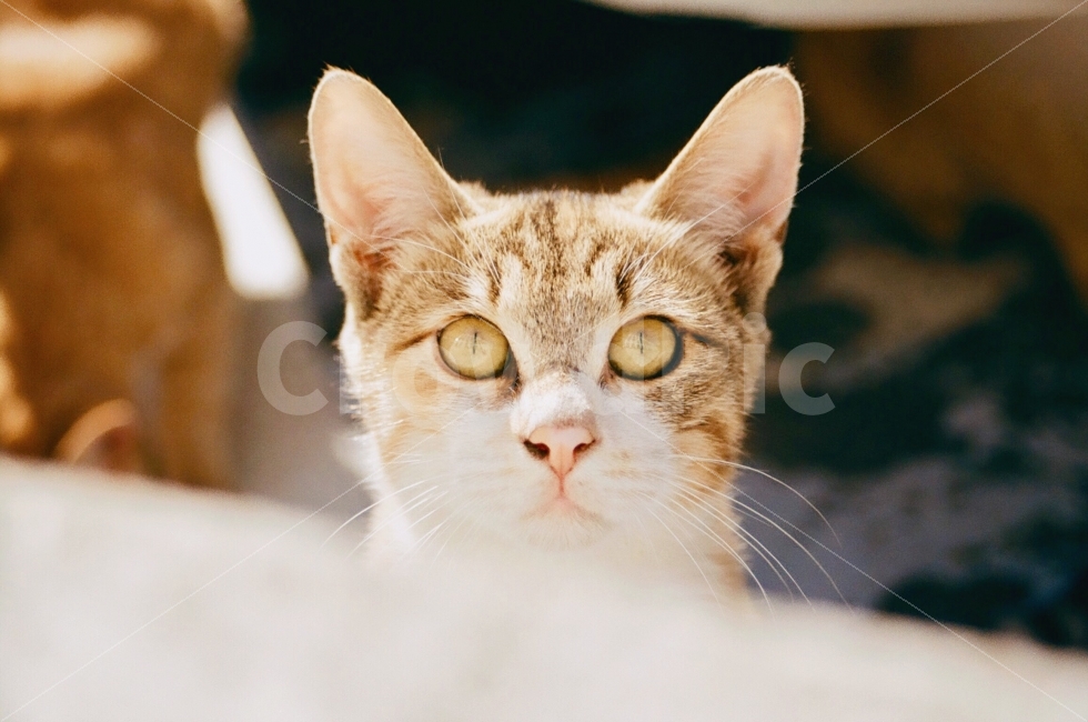 고양이,동물,cat,animal,포유류,감정,emotion,표정,길거리,street,동물,animal,포유류,mammal,고양이,cat,kitten,kitty,감성,sensible,feeling