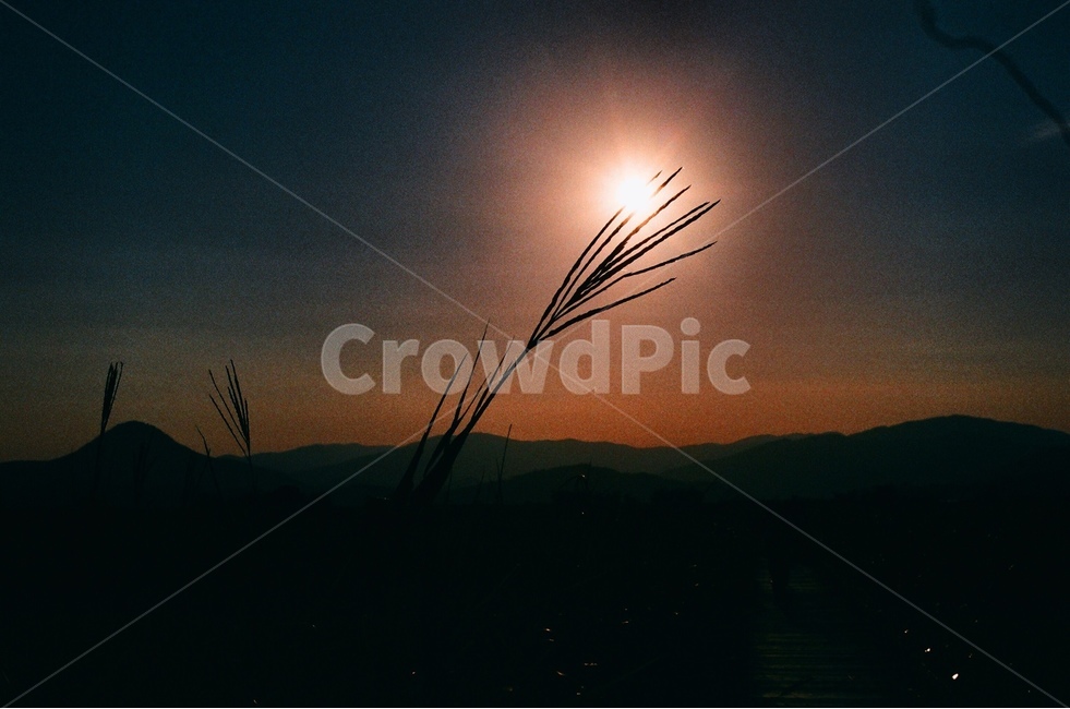 노을,sunset,식물,자연,햇빛,mood,feeling,emotion,sensible,plants,들판,자연,풍경,nature,landscape,식물,plants,감성,sensible,feeling,light,빛,flare,플레어,outdoors,옥외