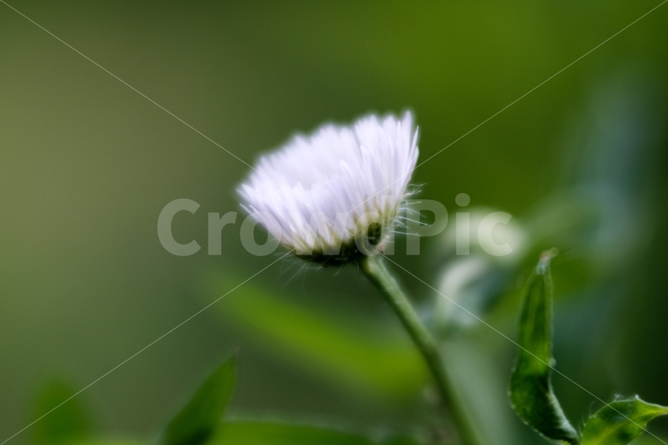 꽃,flower,자연,풍경,접사,macro,스냅,식물,자연,plants,nature,꽃,flower
