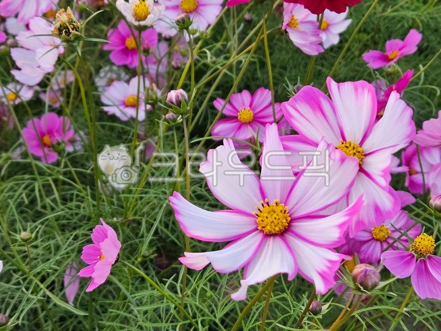 코스모스,꽃,분홍꽃,식물,자연,가을꽃