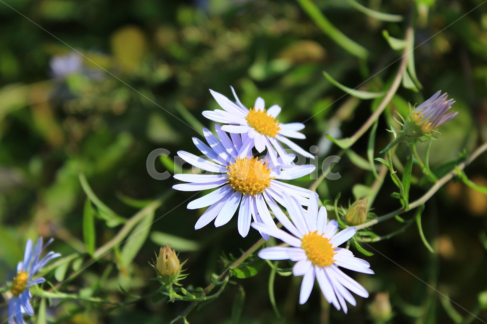 꽃,구절초,자연,야생화,접사,flower,nature,가을,따뜻함