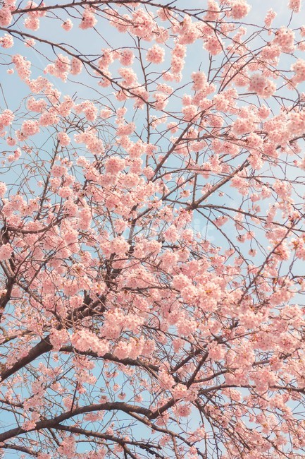 봄,벚꽃,감성,낭만,따뜻함,봄날,여의도,따스함,포근함,4월,식물,자연,plants,nature,꽃,flower,나무,trees,wood
