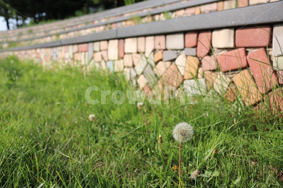 민들레씨,식물,홀씨,자연,dandelionseed,plants,seed,nature,tanpopo,shokubutsu,흰색,초록,white,shiro,green,midori,의자,chair,isu,자연,풍경,nature,landscape,식물,plants,plant