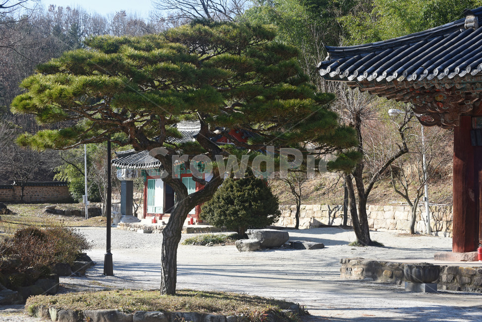 송광사,절,고즈넉한,풍경,view,풍탁,하늘,아름다운,picturesque,고풍스러운,한국의멋,temple,처마,전통,tradition,나무,소나무,한국전통,한국문화,korean traditional,korean culture,건축물,건물외관,exterior,building,structure,architecture,construction