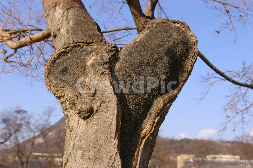 tree,나무,treetrunk,나무줄기,식물,plant,하트모양,하트
