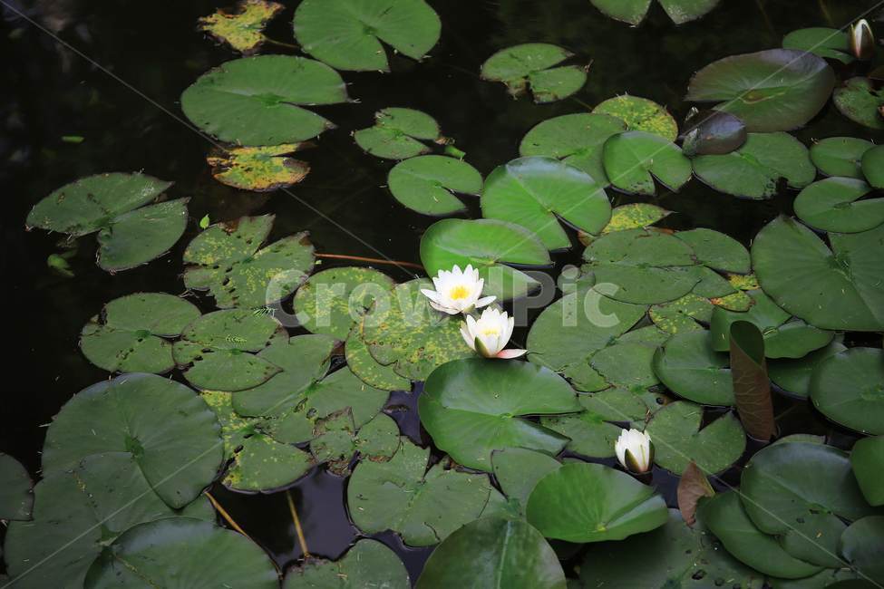 plant,식물,blossom,꽃,flower,연꽃,호수,식물,자연,plants,nature,꽃,flower