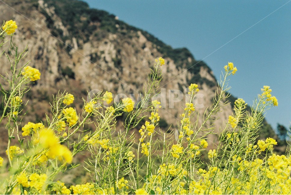 spring,spring flowers,Jeju,rape flower,Sanbangsan Mountain,flower