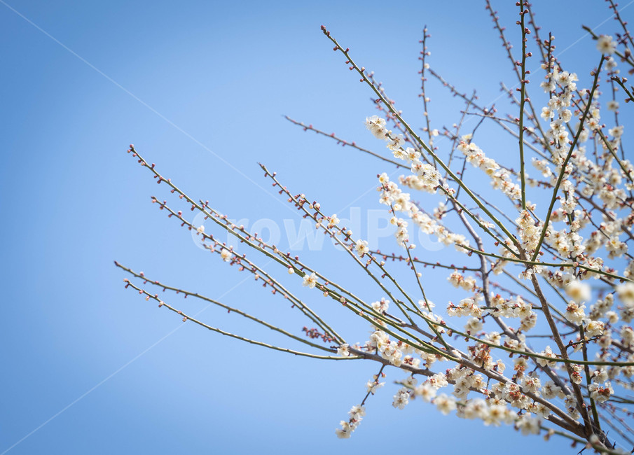 나무,풍경,날씨,꽃나무,식물,식물,자연,plants,nature,꽃,flower
