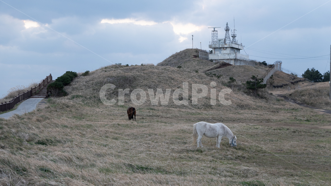grassland,목초지,field,옥외,outdoors,들,송악산,제주,제주도,jeju,송악산둘레길,풍경,자연,landscape,nature,제주마,말,horse,horses,제주도,jeju,jeju island,동물,animal,포유류,mammal,목축업,목장,livestock farming,ranching,pasture