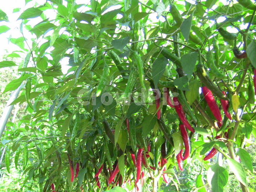 고추,밭,고추밭,식물,자연,농업,농사,agriculture,farming,farming industry