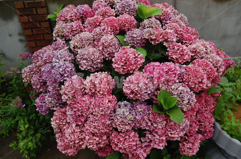 수국,분홍,다홍,꽃,분홍수국,핑크수국,핑크,꽃송이,식물,자연,plants,nature,꽃,flower
