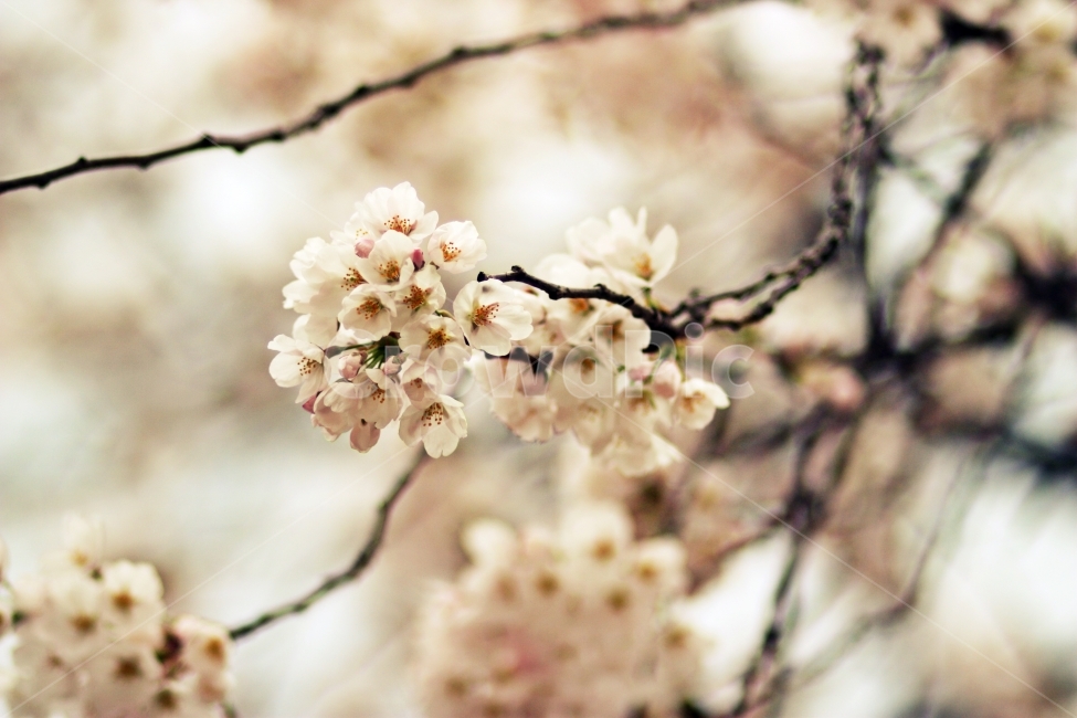 벚꽃,봄,따뜻함,감성,꽃,봄,계절,spring,season,식물,자연,plants,nature,꽃,flower,plant,blossom