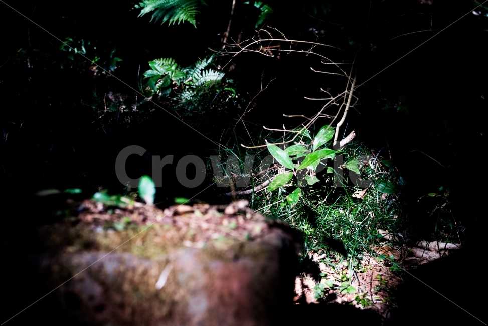 햇살,명암,대비,빛,빛내림,자연,풍경,분위기,느낌,숲,식물,자연,plants,nature,휴식,힐링,rest,relaxation,healing