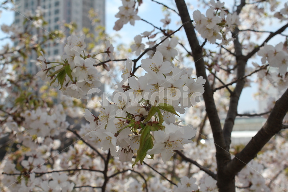 봄,봄꽃,벚꽃,자연,식물,꽃나무,봄,계절,spring,season,식물,자연,plants,nature,꽃,flower,plant,blossom,cherry blossom