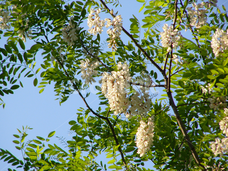 아카시아꽃,아카시아나무,자연감성,꽃,아카시아숲,식물,자연,plants,nature,꽃,flower