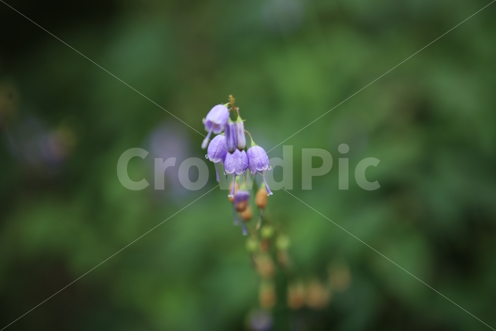 보라색꽃,자연,배경,방울꽃,힐링,식물,자연,plants,nature,꽃,flower