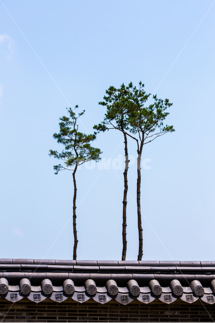 소나무,기와,풍경,감성,하늘,한국전통,한국문화,korean traditional,korean culture,식물,자연,plants,nature,나무,trees,wood