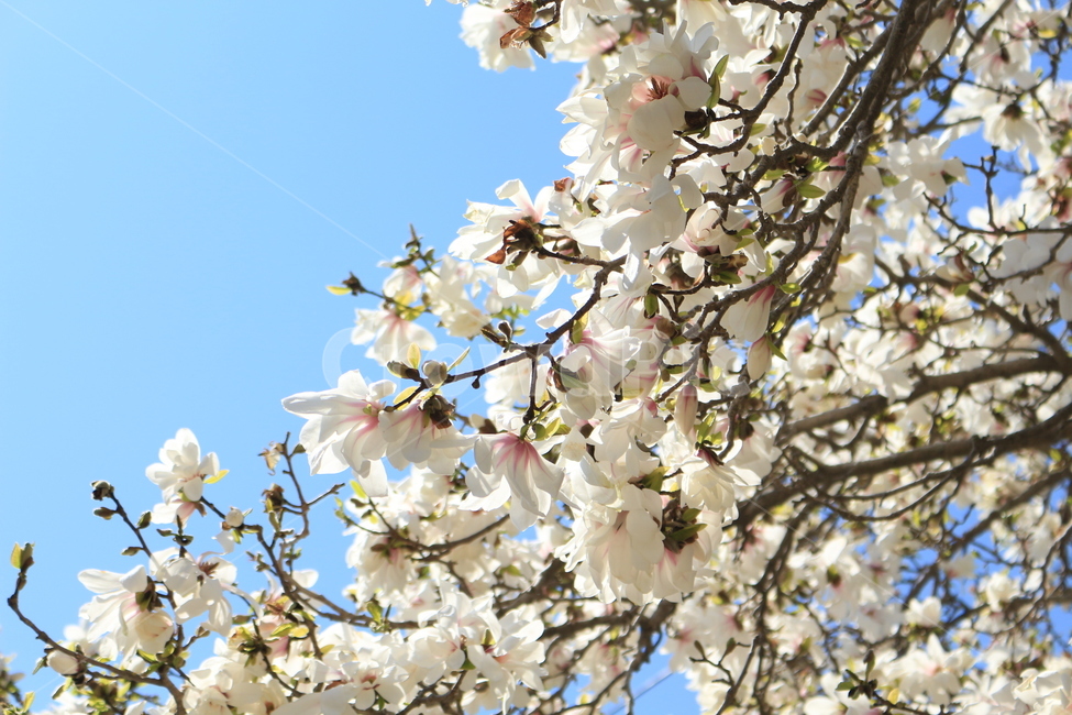 벚꽃개화,꽃,데이트,봄,푸른하늘,봄,계절,spring,season,식물,자연,plants,nature,꽃,flower,plant,blossom