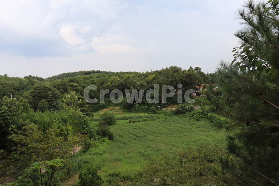 자연,들,옥외,field,벌판,자연,풍경,nature,landscape,outdoors,grassland,목초지