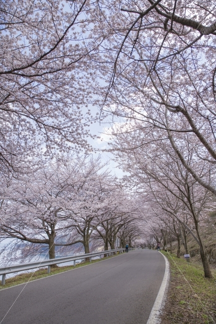 풍경,봄,봄꽃,꽃길,벚꽃,핑크,왕지벚꽃길,남해,자연,풍경,nature,landscape,봄,계절,spring,season,plant,식물,flower,꽃,blossom