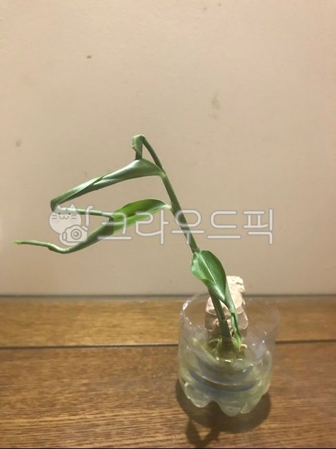 plant,식물,생강,수경재배,생강키우기,생강잎,피티병재배,ginger,생강싹,생강줄기