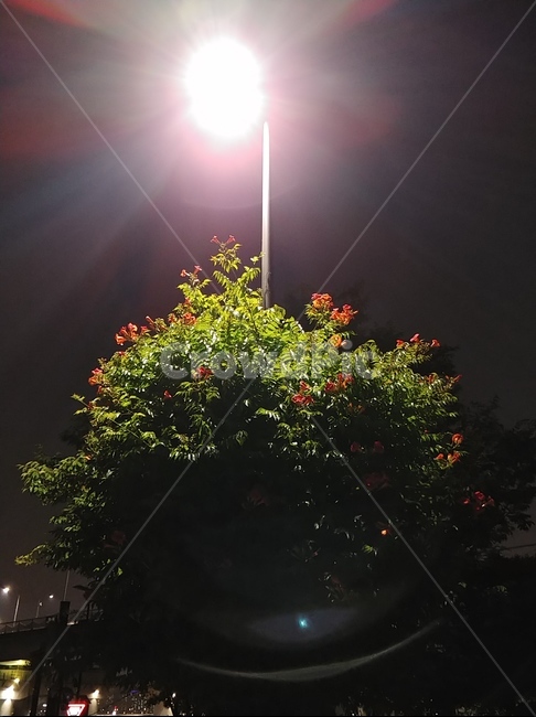 가로등,밤,식물,빛,light