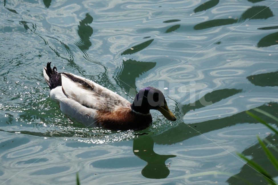 청둥오리,동물,조류,새,물,호수,물결,자연,animal,lake,river,강,하천,nature,풍경,landscape,감성,감성사진,스냅,스냅사진,snap,snapshot,힐링,힐링사진,bird,duck,잠실,서울,seoul,한국,korea,코리아,한국자연,석촌호수,수영,헤엄,동물,animal,조류,새,birds