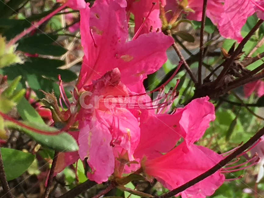 식물,꽃,flower,진달래,blossom