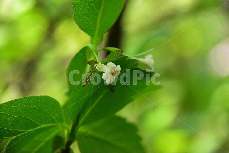 털댕강나무,야생화,꽃,식물,자연,생태,플라워,flower,plants,nature,식물,자연,plants,nature,꽃,flower